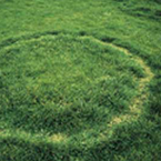 Fairy ring