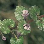 Ground ivy