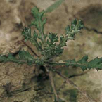 Groundsel