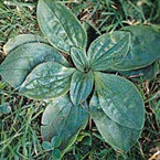 Hoary plantain