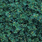 Lesser trefoil