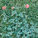 Red clover