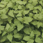 Stinging nettle