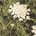 Wild Carrot