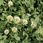 White clover