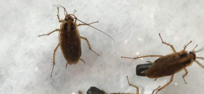 Close Up Image of German Cockroaches