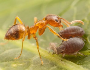 Crazy Ant also known as Nylanderia