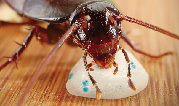 Roach Eating Maxforce Bait