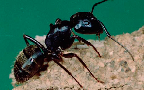 carpenter ant