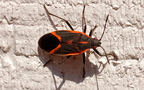 Boxelder bug