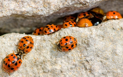 Multicolored Asian lady beetle