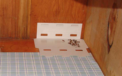roach trap