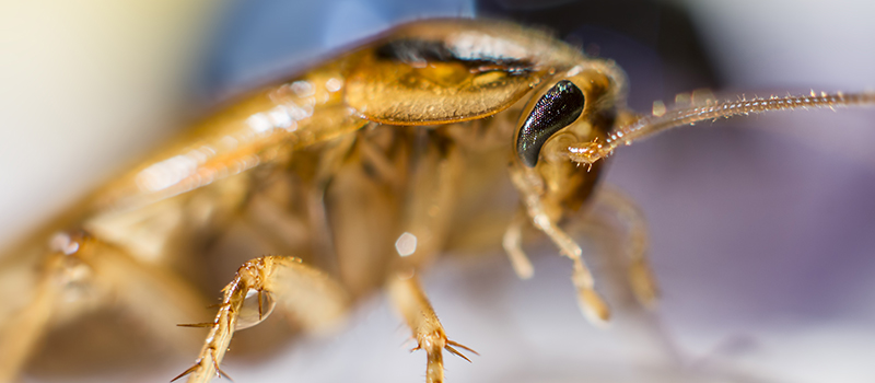 Close up Image of a Cockroach