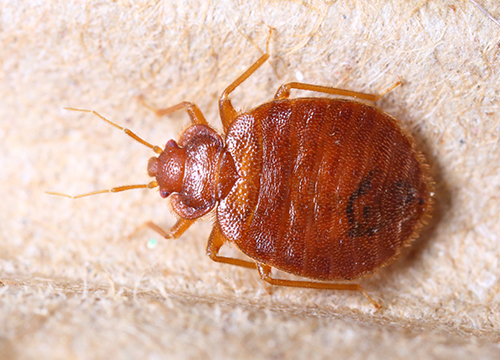 bedbug