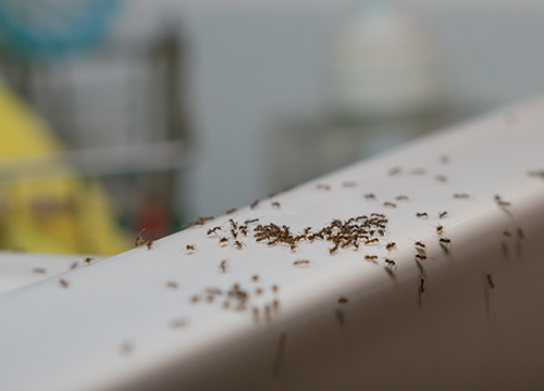 ant infestation