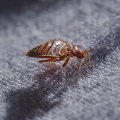 bedbug