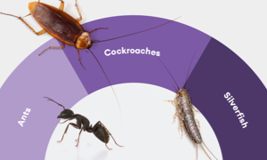 ant cockroaches silverfish