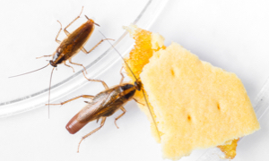 cockroaches eating cracker
