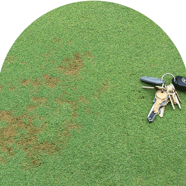 leaf spot on turf grass size comparison to keys