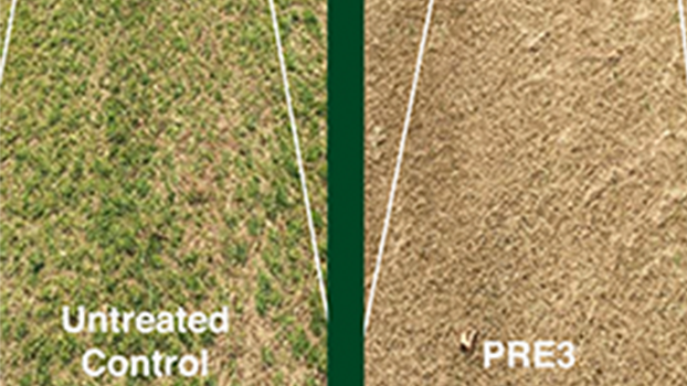 poa annua untreated compared to treated