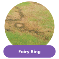 fairy ring