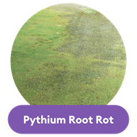 Pythium Root rot