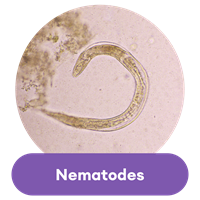 nematode