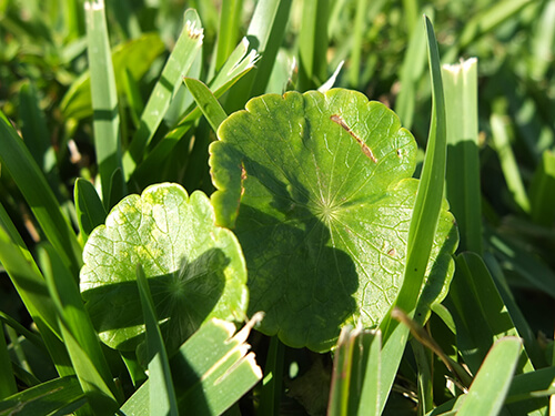 Dollarweed in St. Augustine