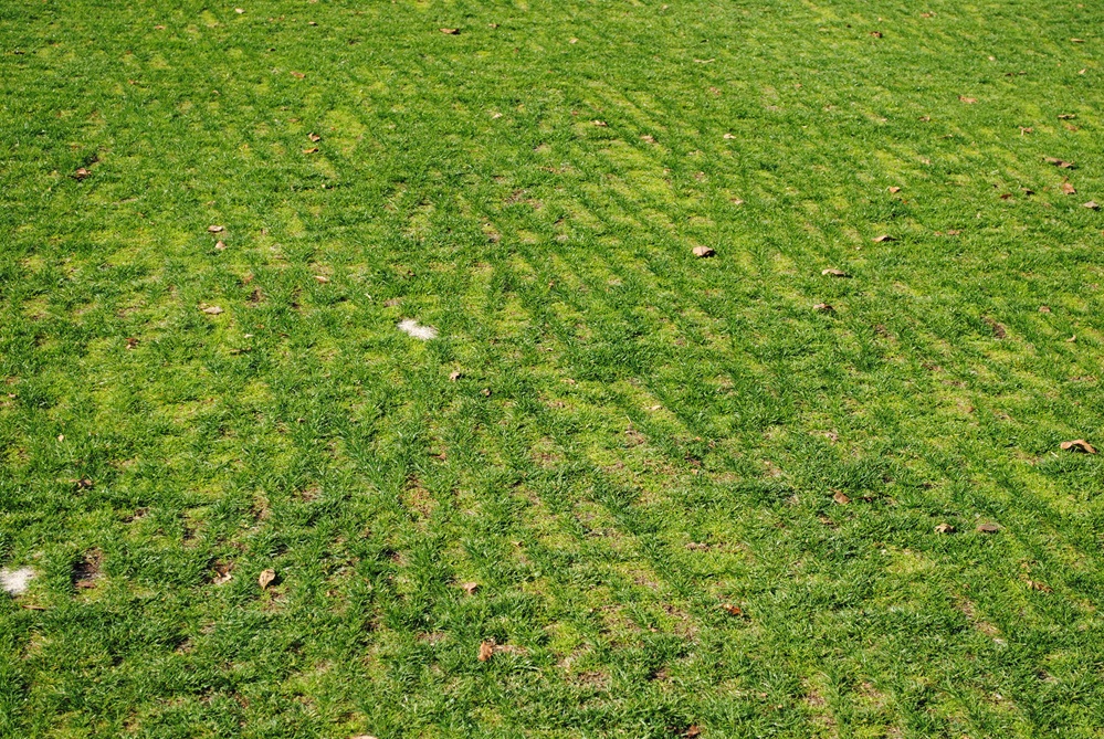Though seeding/overseeding cool-season grasses in late summer is important to get the jump on annual bluegrass, post-seeding weed control is still critical