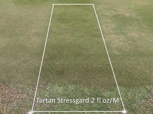 Improved visual quality of MiniVerde putting green after applications of Tartan Stressgard for take-all  root rot. Applications were made 18 Oct and 15 Nov, 2016.  Photo: Bruce Martin, Clemson University.