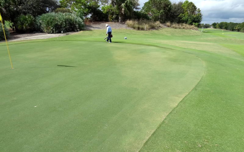 nematode golf turf grass damage