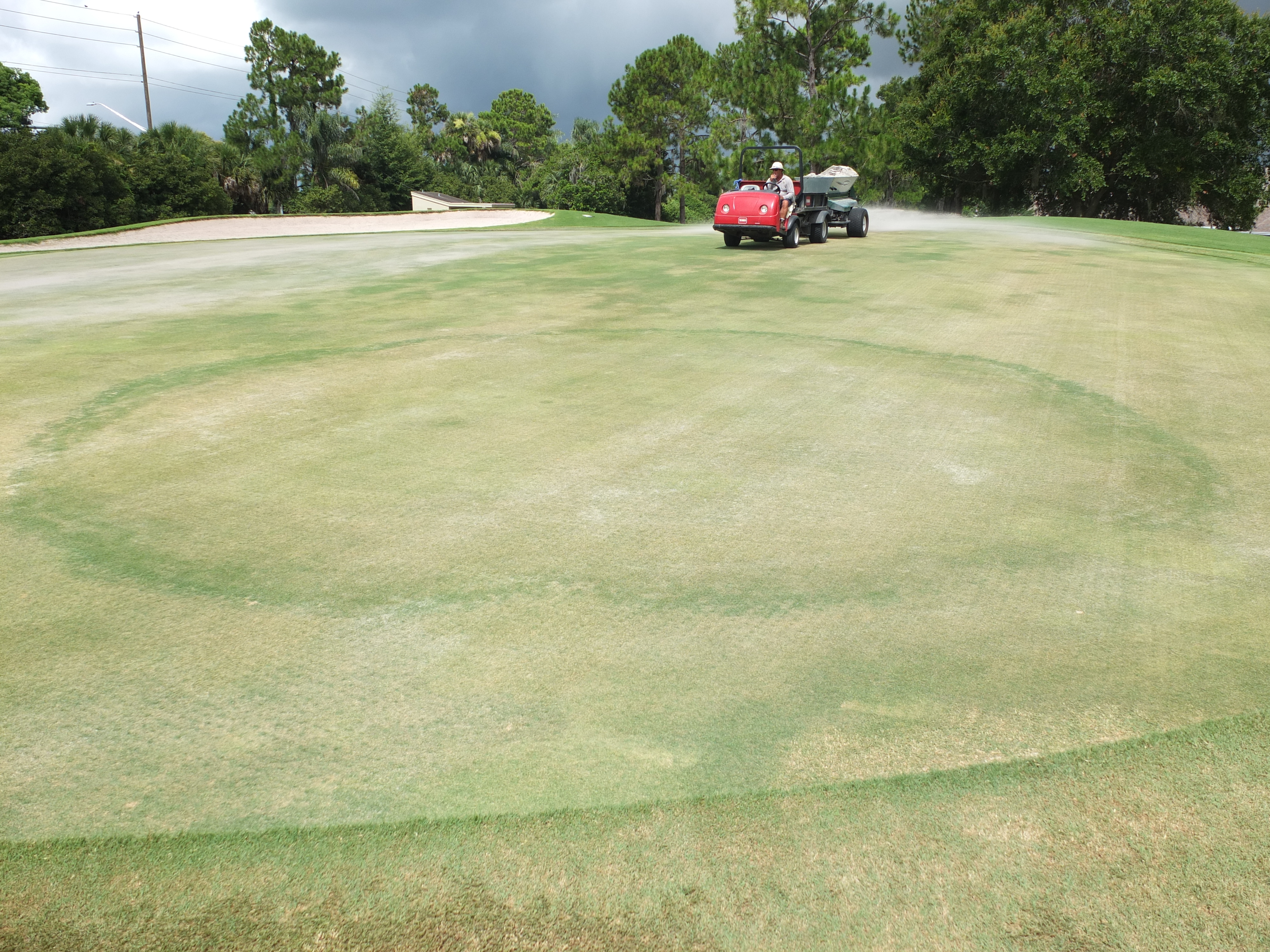 fairy ring in bermuda