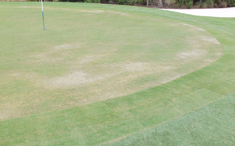 Rain and snow melt on grass