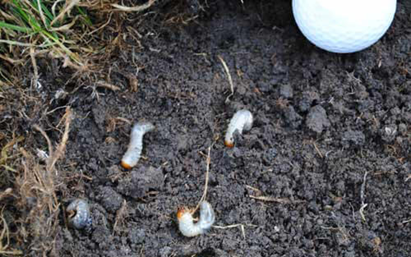 white grub larva