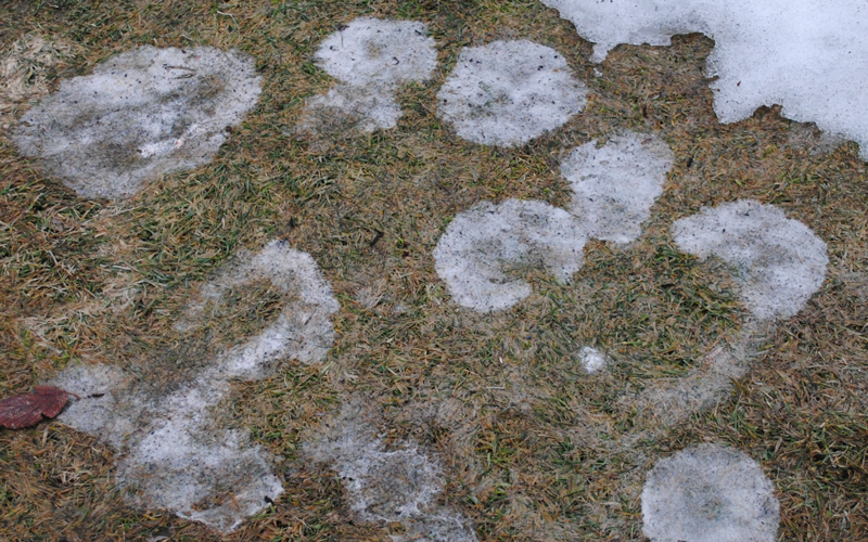 Rain and snow melt on grass