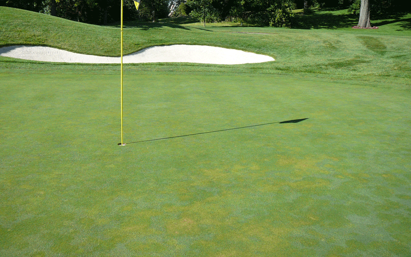 Summer Decline on golf course turf