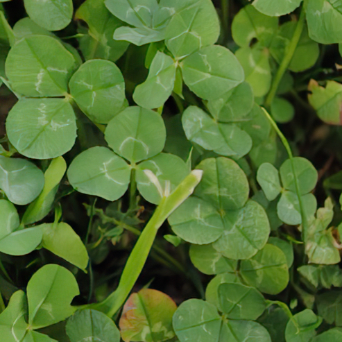 green clovers