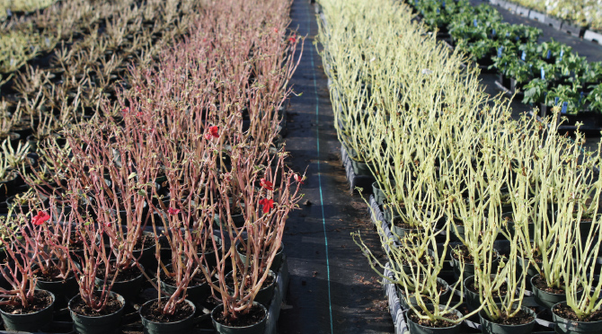 A severe outbreak of downy mildew