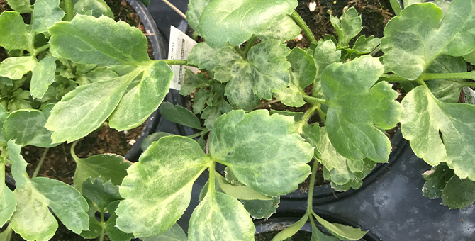 Thirp Damage on a Flower