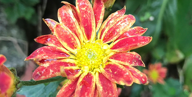 Thrip Damage on Greens