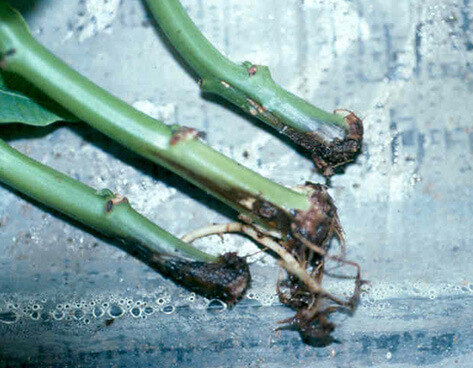 Lower stem decay and lateral root rot from Pythium.