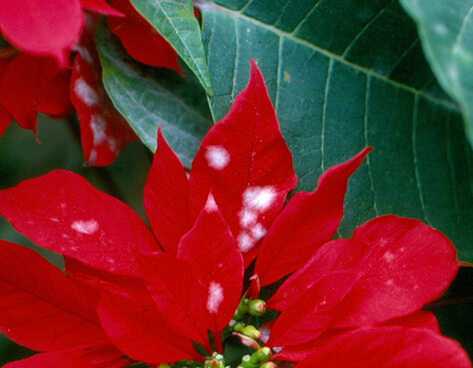 Powdery mildew on bracts and leaves of poinsettia