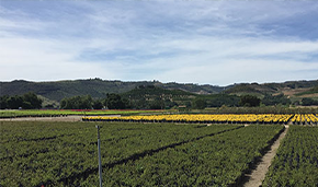 ornamentals field overview