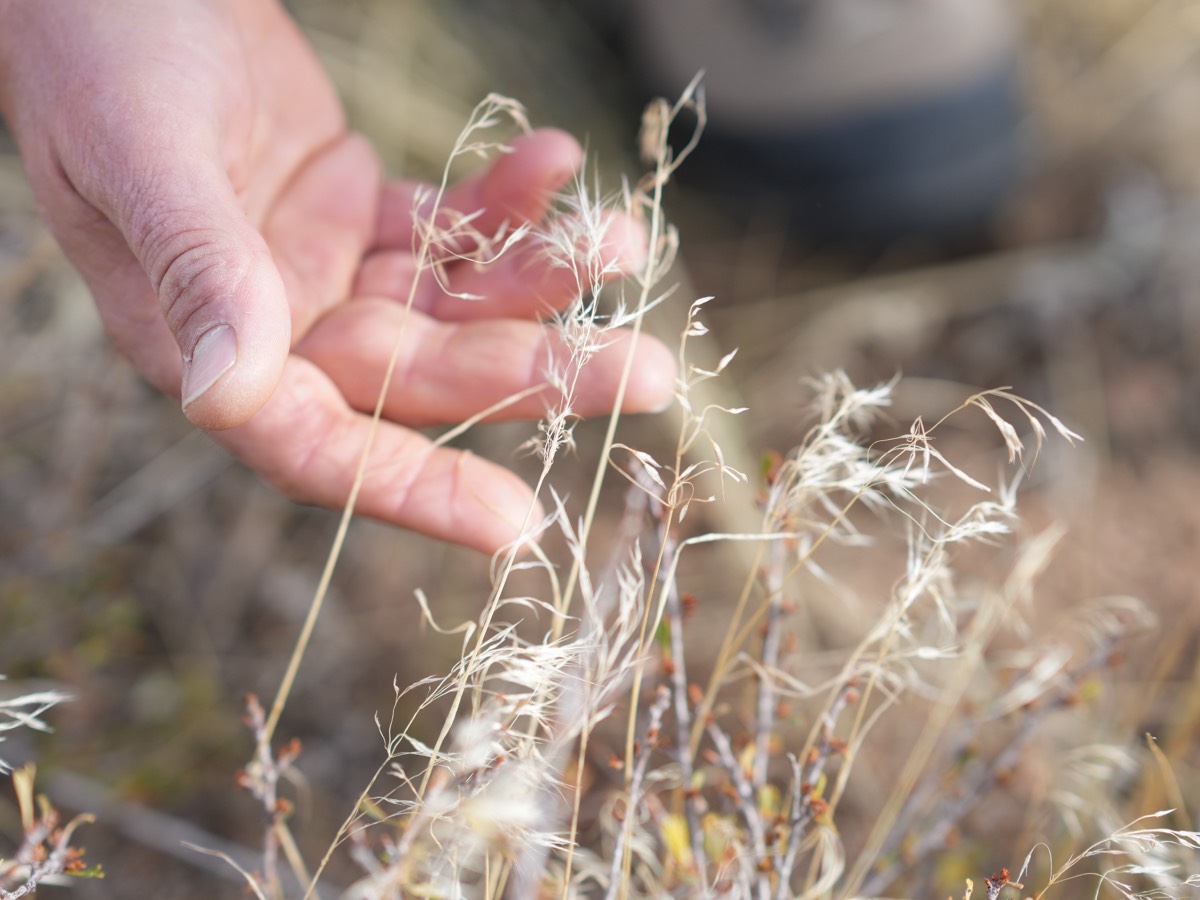 hands touching dry grass