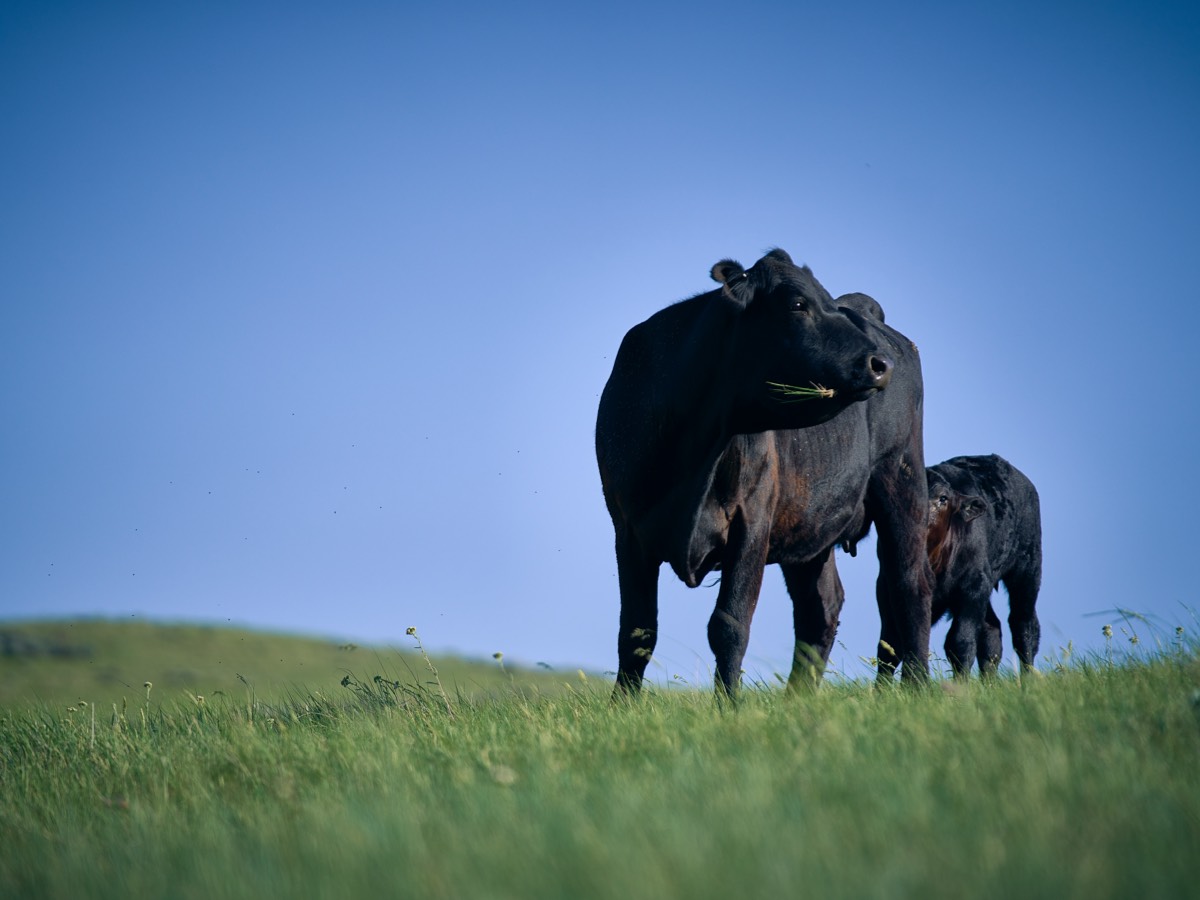 cows grazing