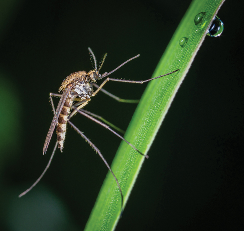 mosquito resting on green plant stem