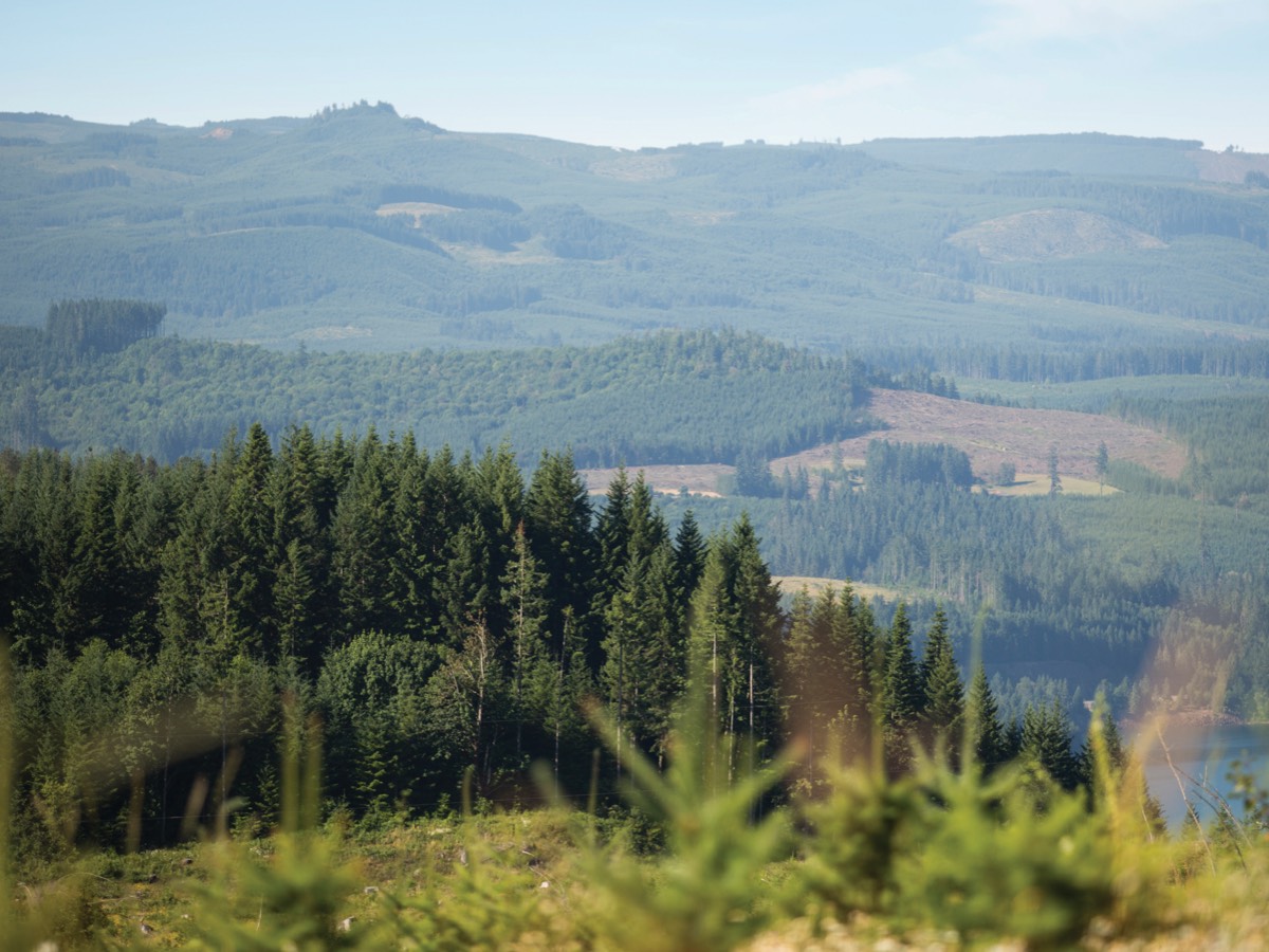 forest in the distance