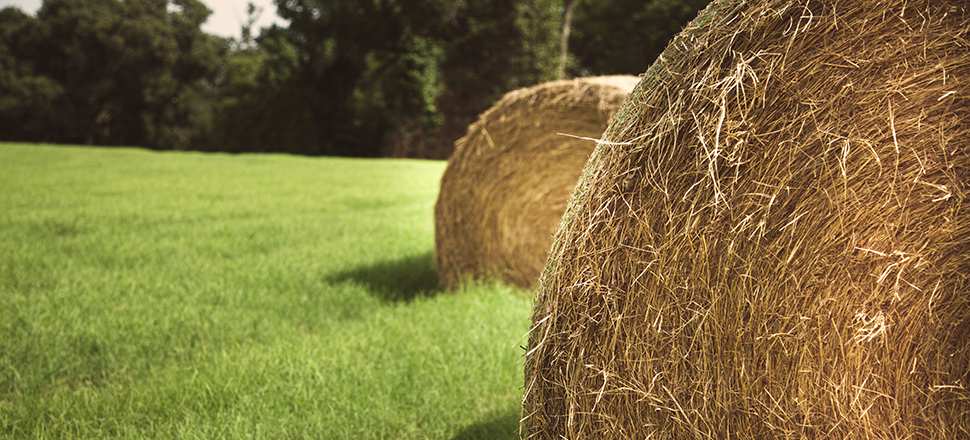 Hay bales