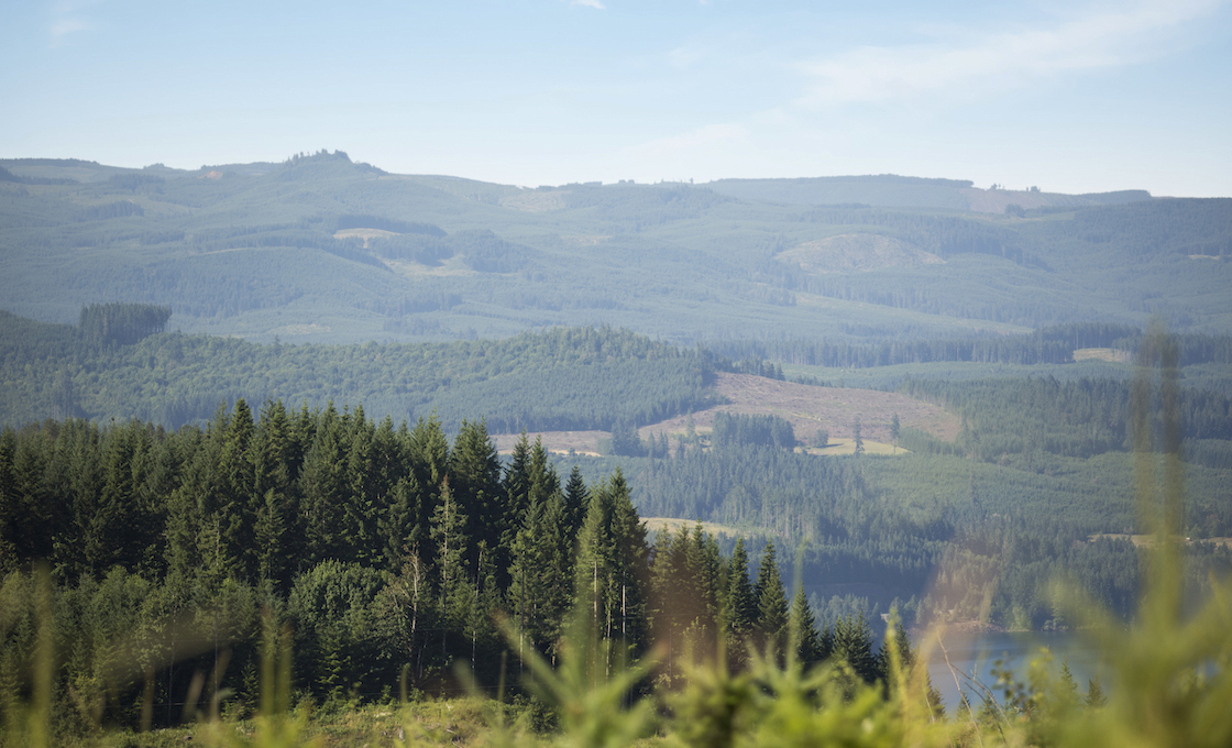 forest and mountain landscape