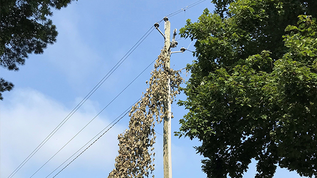 woody vines climbing utility pole